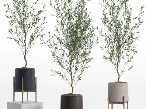 Коллекция растений 749 3D Модель