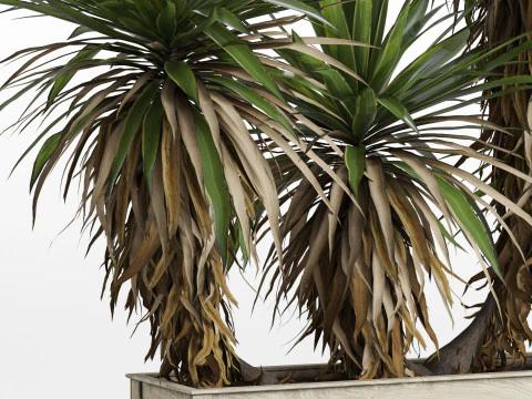Plants collection 750 3D Model