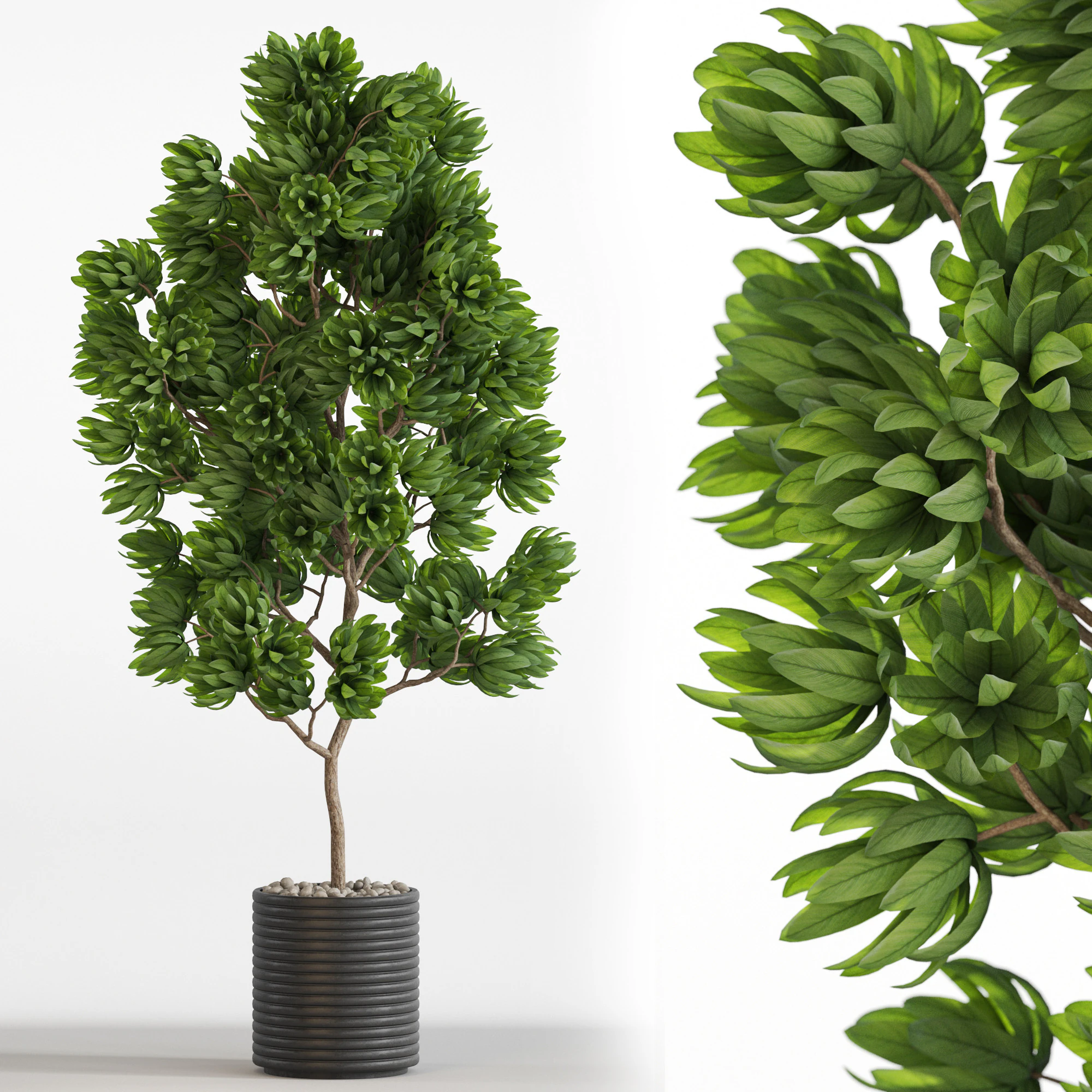 Plants collection 752 3D Model .c4d .max .obj .3ds .fbx .stl .blend 