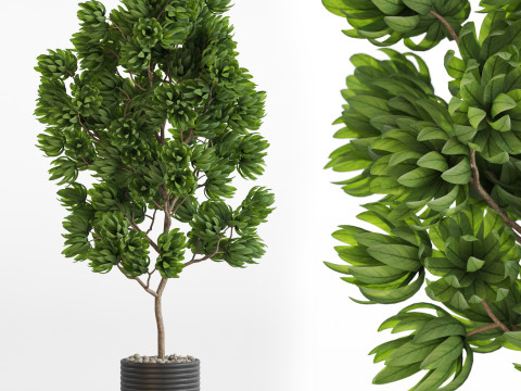 Plants collection 752 3D 모델