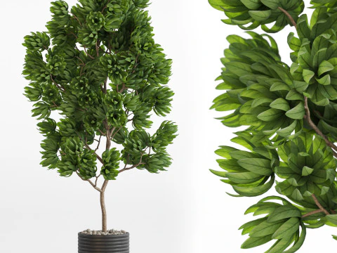 Коллекция растений 752 3D Модель