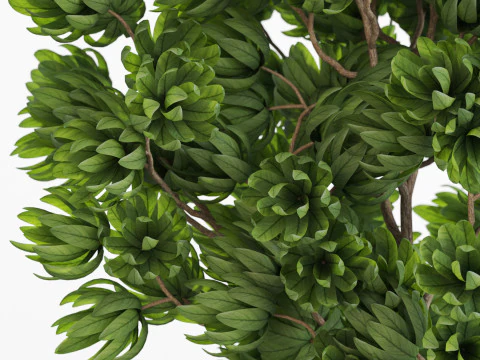 Plants collection 752 3D Model