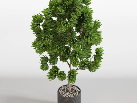 Plants collection 752 3D Model