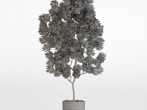 Plants collection 752 Model 3D