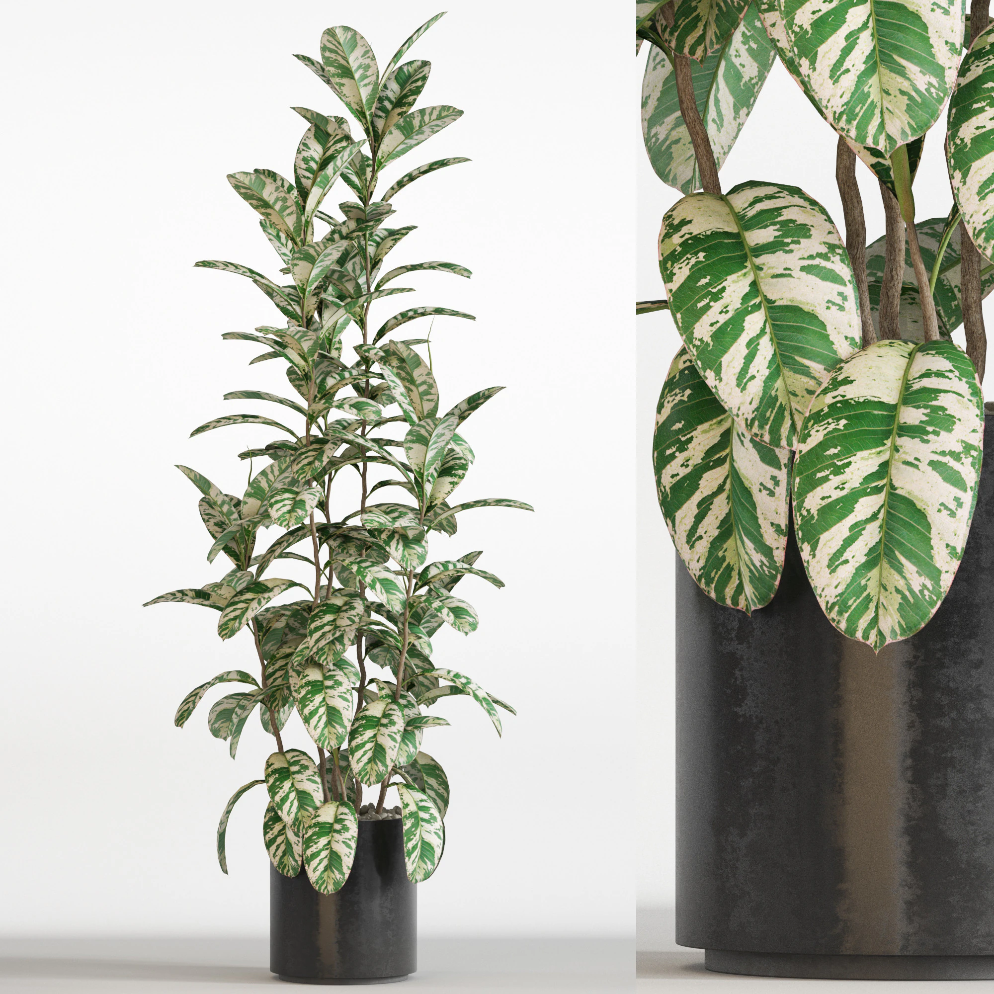 Plants collection 753 3D Model .c4d .max .obj .3ds .fbx .stl .blend