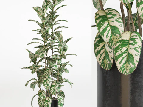 Колекція рослин 753 3D Модель