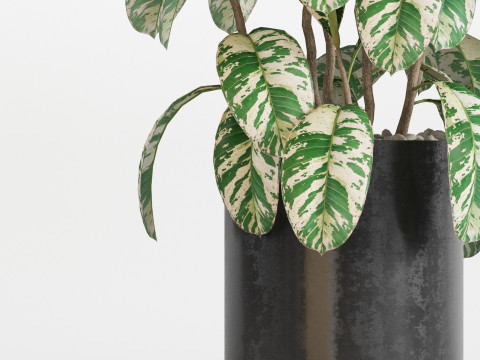 Plants collection 753 Modelo 3D