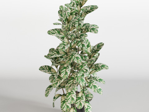 Plants collection 753 Modelo 3D