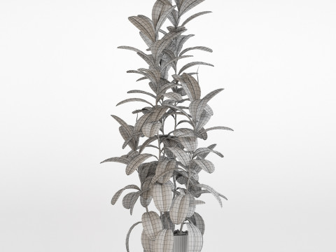 Plants collection 753 Modelo 3D