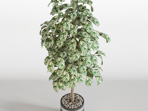 Plants collection 754 3D मॉडल