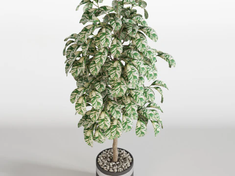 पौधों का संग्रह 754 3D मॉडल