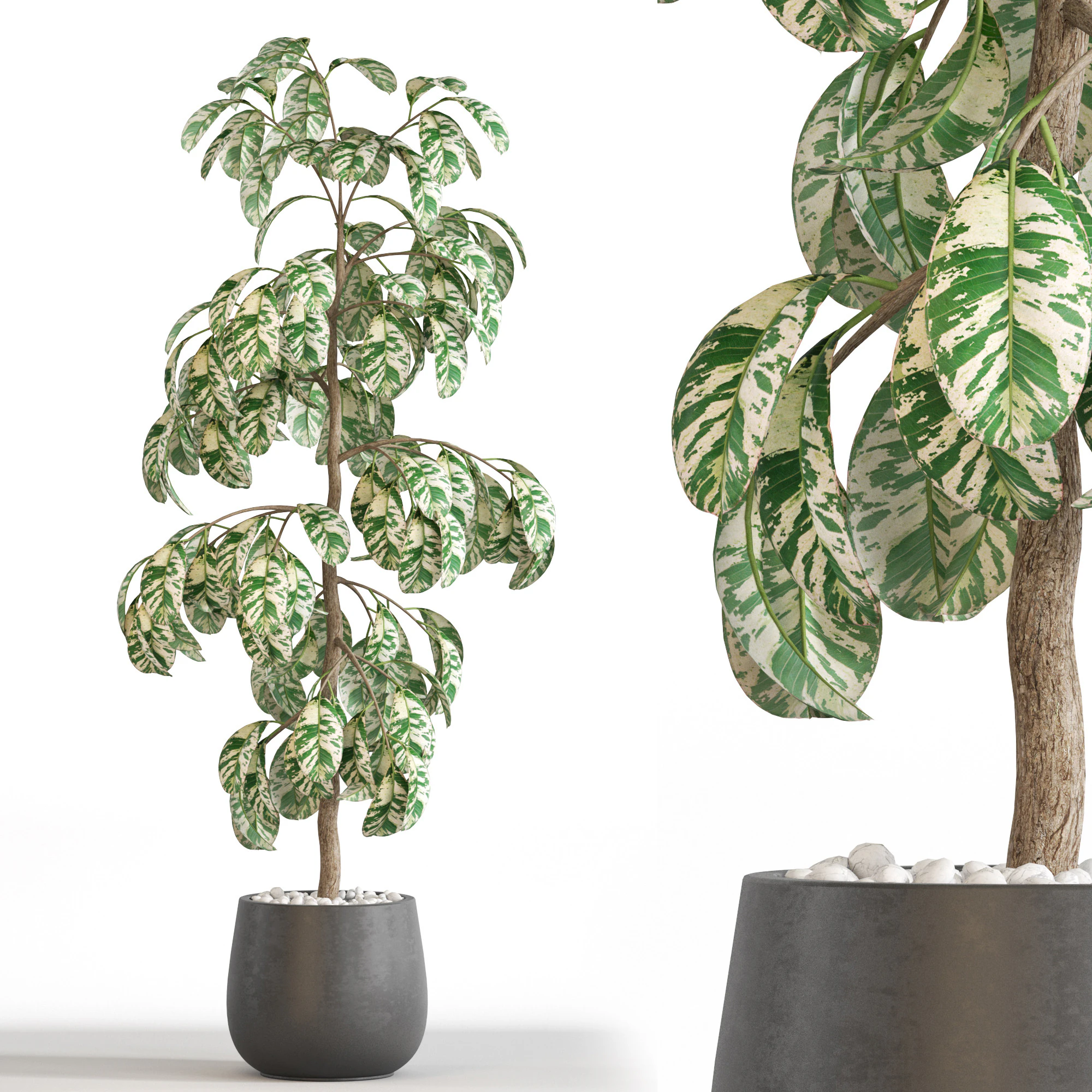 Plants collection 755 3D Model .c4d .max .obj .3ds .fbx .stl .blend 