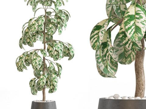 Plants collection 755 3D 모델