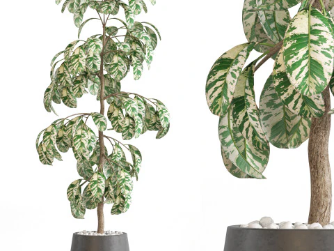 Коллекция растений 755 3D Модель