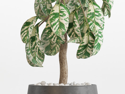 Plants collection 755 3D-Modell