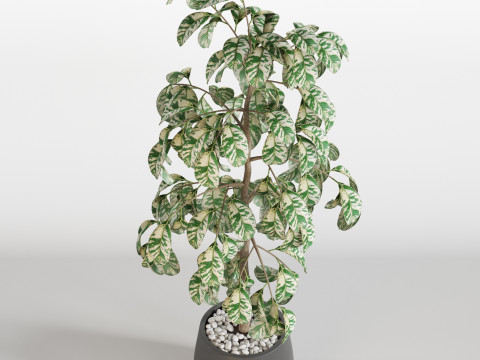 Plants collection 755 3D-Modell