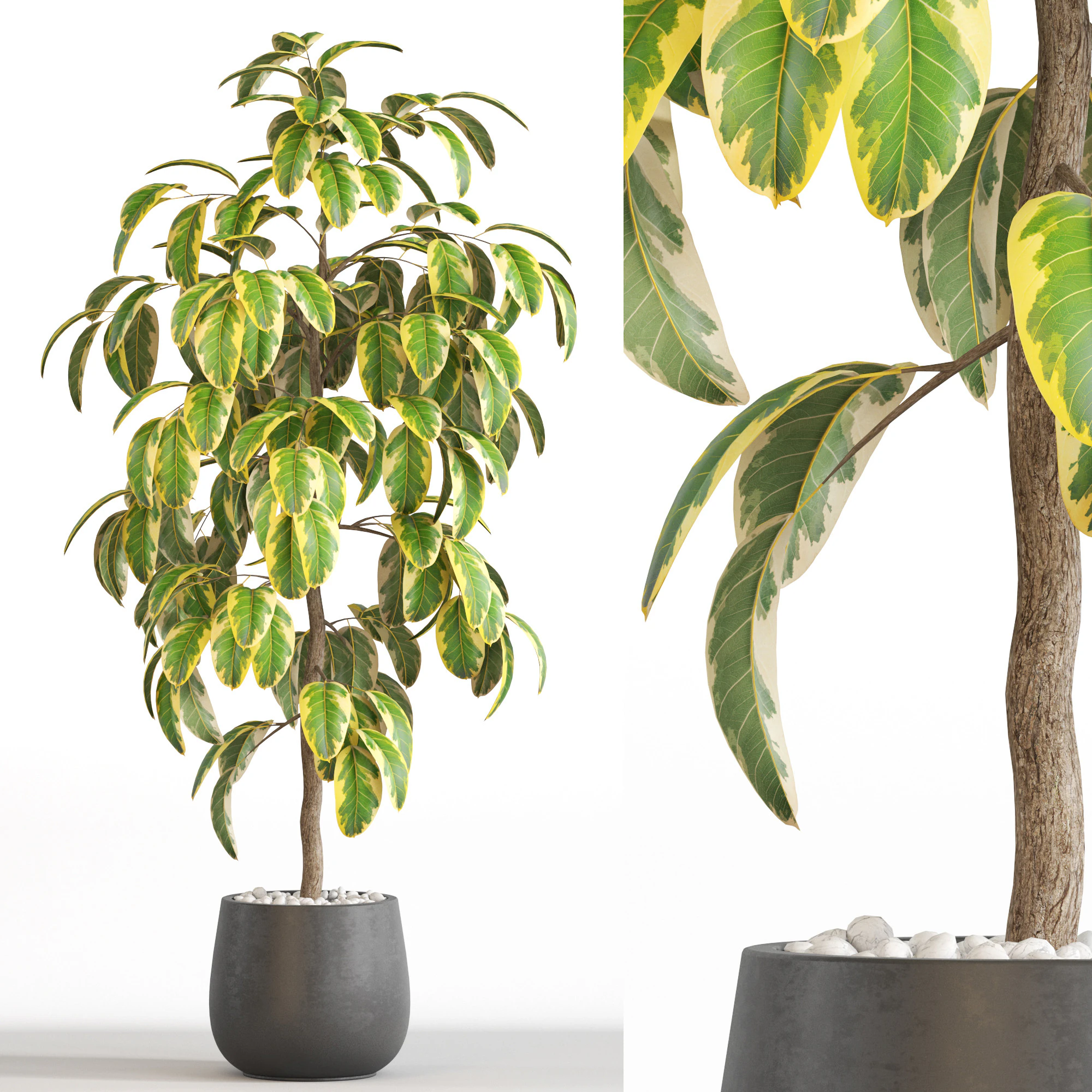 Plants collection 756 3D Model .c4d .max .obj .3ds .fbx .stl .blend