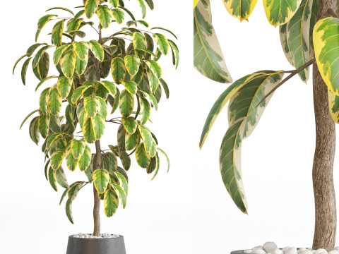 Plants collection 756 3D 모델
