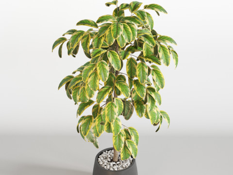 Plants collection 756 3D Модель