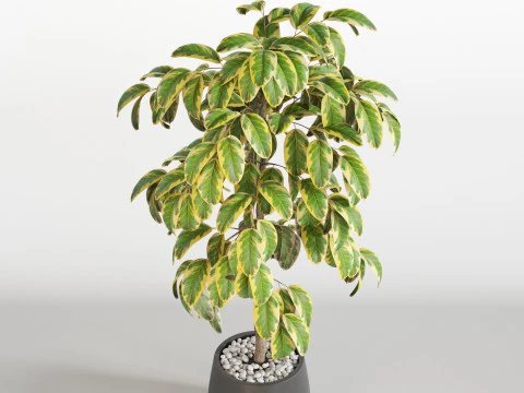 Plants collection 756 3D Model
