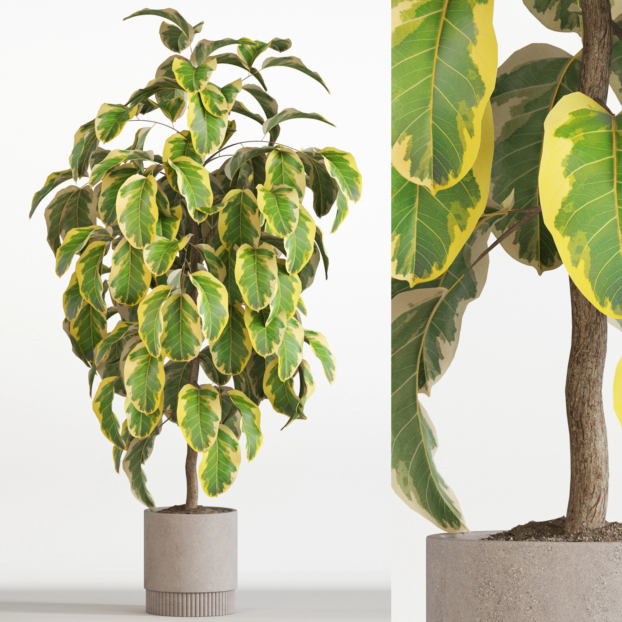 Plants collection 757 3D Model .c4d .max .obj .3ds .fbx .stl .blend 