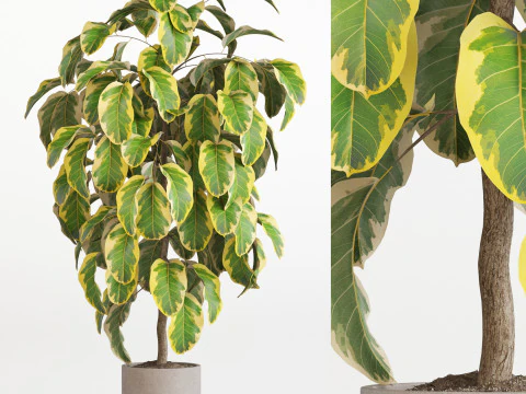 Коллекция растений 757 3D Модель