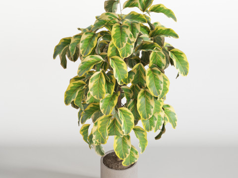 Plants collection 757 3D मॉडल