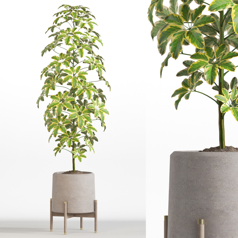 Plants collection 758 3Dモデル .c4d .max .obj .3ds .fbx .stl .blend