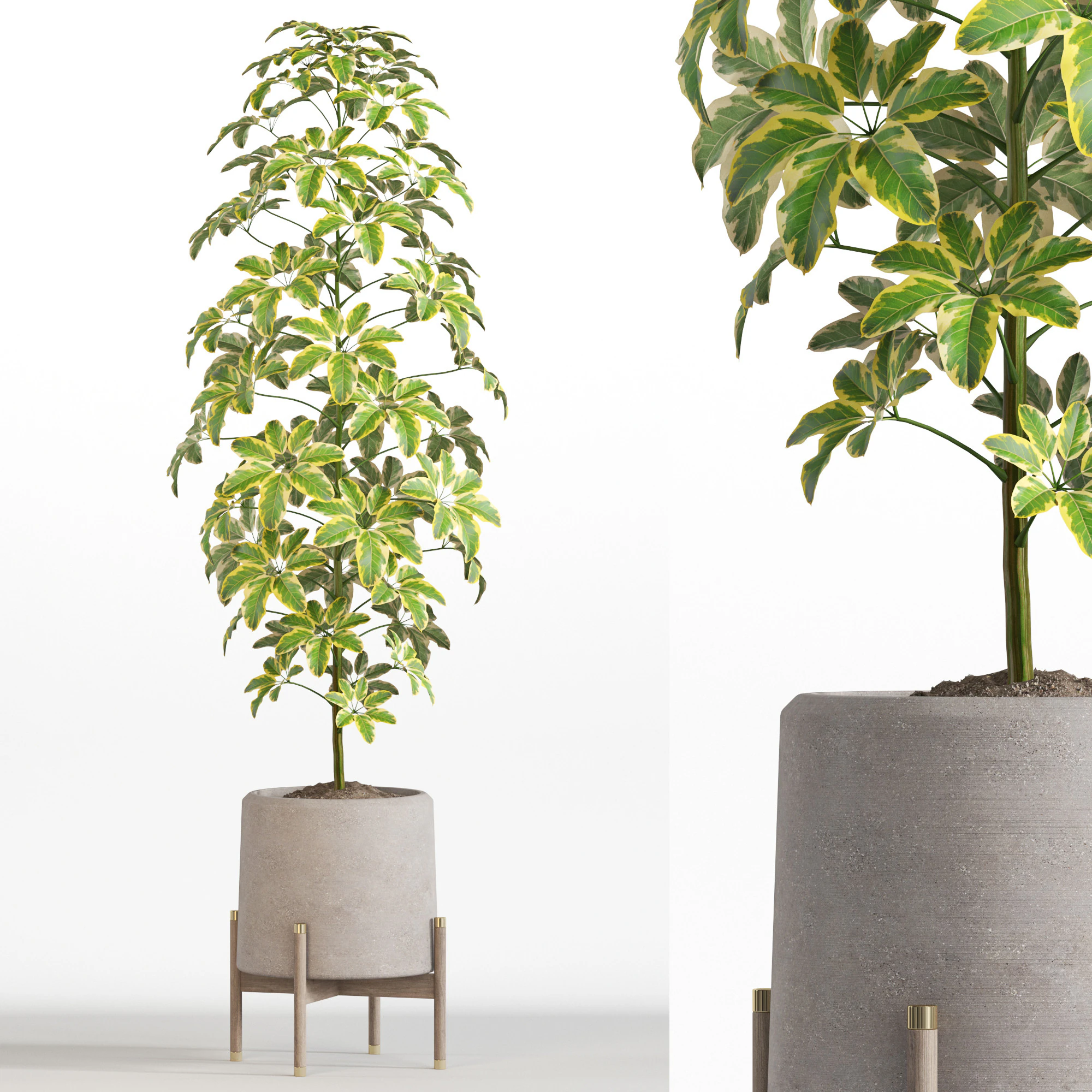 Plants collection 758 3D Model .c4d .max .obj .3ds .fbx .stl .blend 