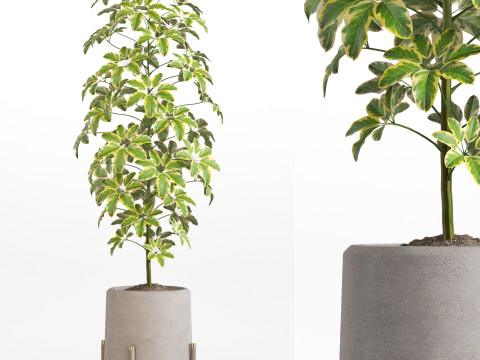 Plants collection 758 3D 모델