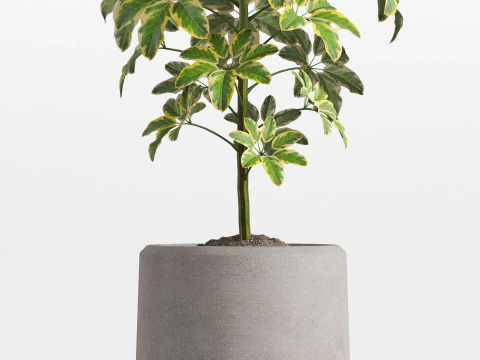 Plants collection 758 3D Model