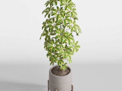 Plants collection 758 3Dモデル