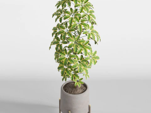 Plants collection 758 3D Model
