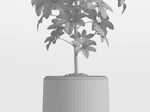 Plants collection 758 3D Model
