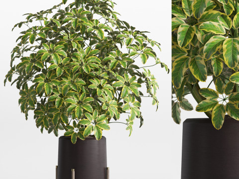 Plants collection 759 3D 모델