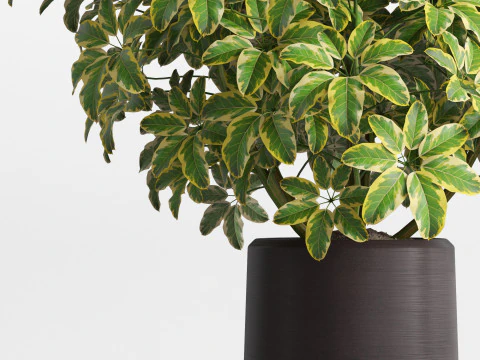 Plants collection 759 3D Model