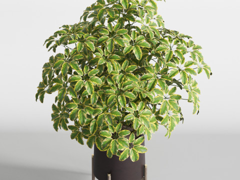 Plants collection 759 Model 3D