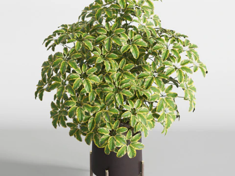 Plants collection 759 3D Model