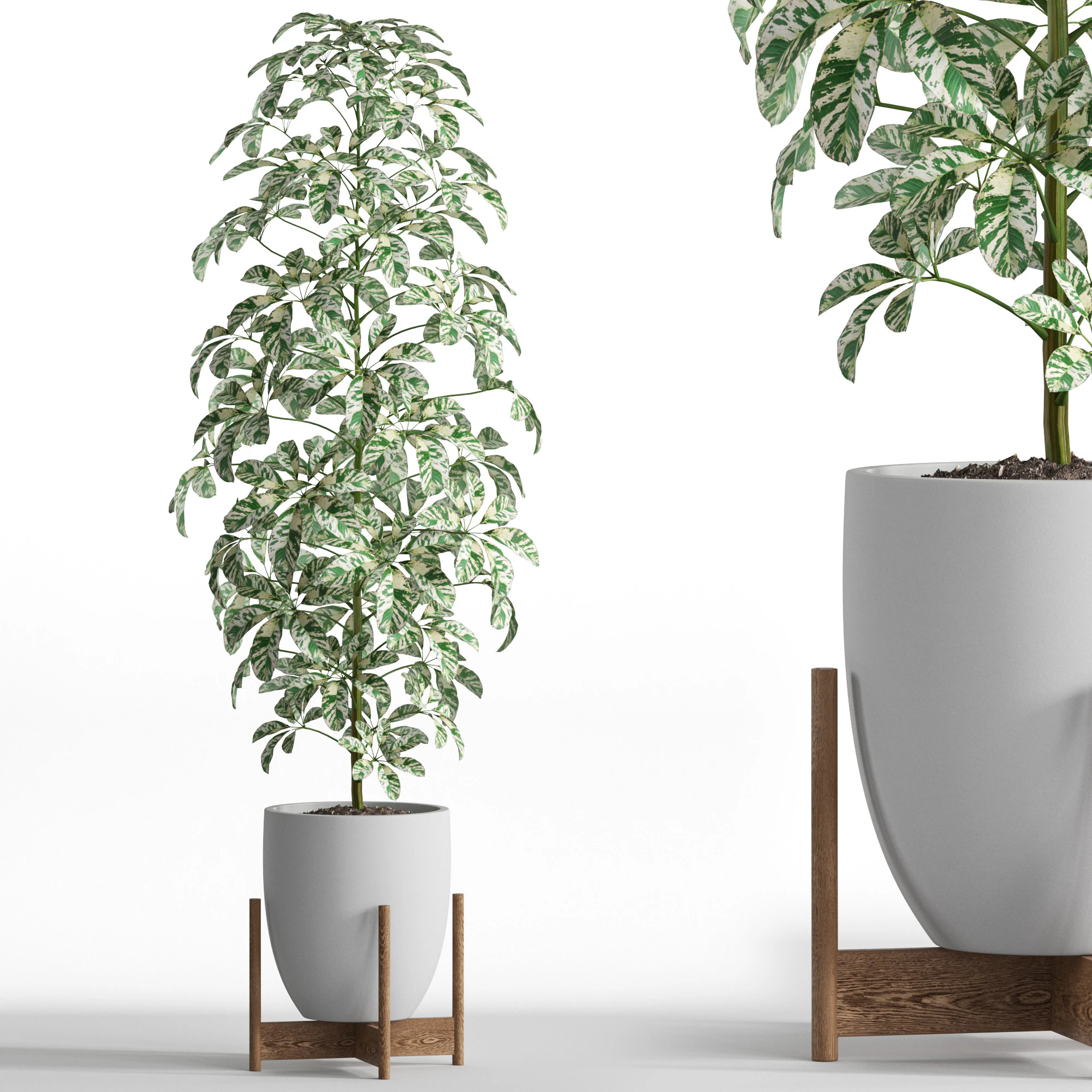 Plants collection 760 3D Model .c4d .max .obj .3ds .fbx .stl .blend 