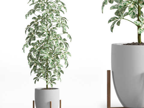 Plants collection 760 3D 모델