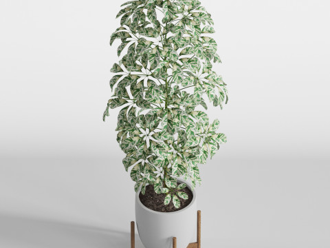 Plants collection 760 Modelo 3D