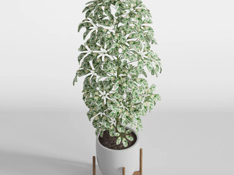 Plants collection 760 3D Model