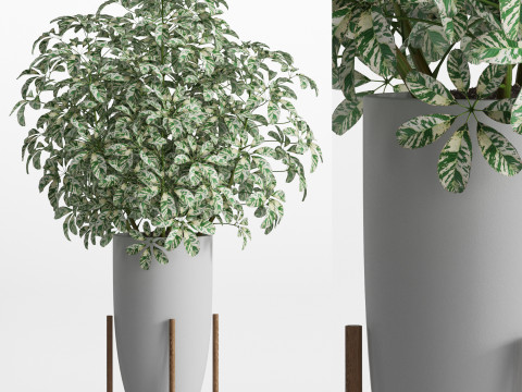 Plants collection 761 3D 모델