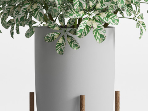Plants collection 761 Modèle 3D
