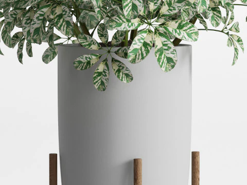 Plants collection 761 3D Model