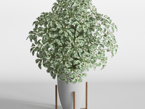 Plants collection 761 Modèle 3D