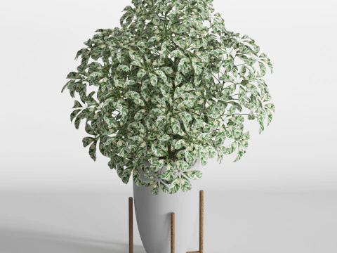 Plants collection 761 3D Model