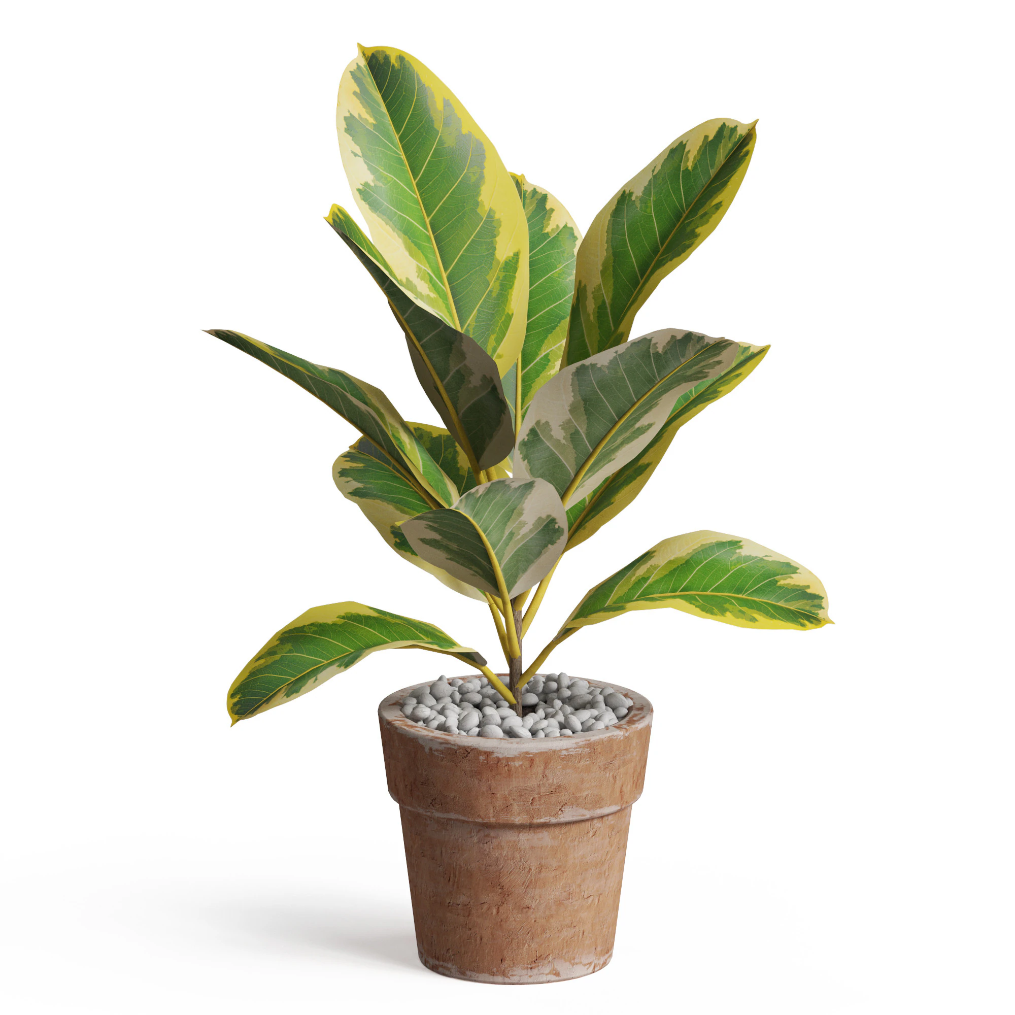 Plants collection 762 3D Model .c4d .max .obj .3ds .fbx .stl .blend 