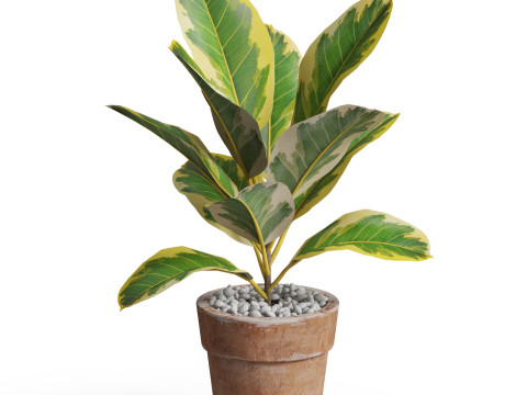 Plants collection 762 3D 모델