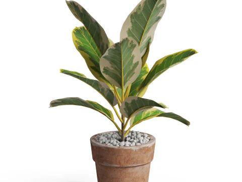 Plants collection 762 3D Model